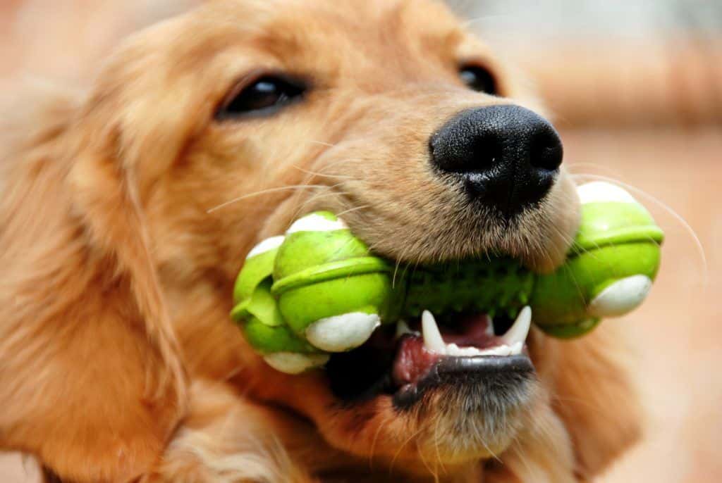 Golden retriever con juguete impreso en 3d