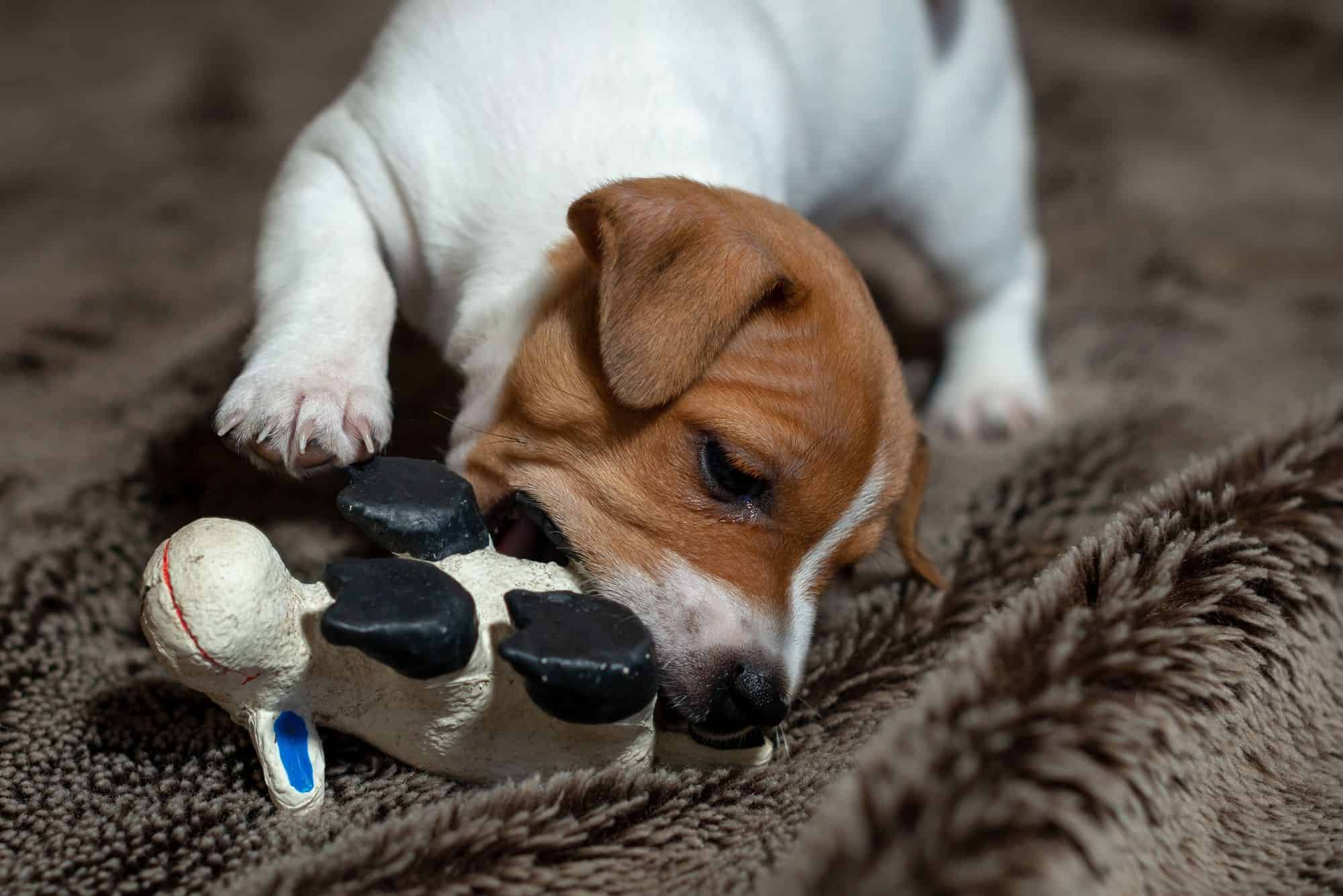 Jack-Russell-cachorro-juega-con-sus-juguetes-impreso-en-3d